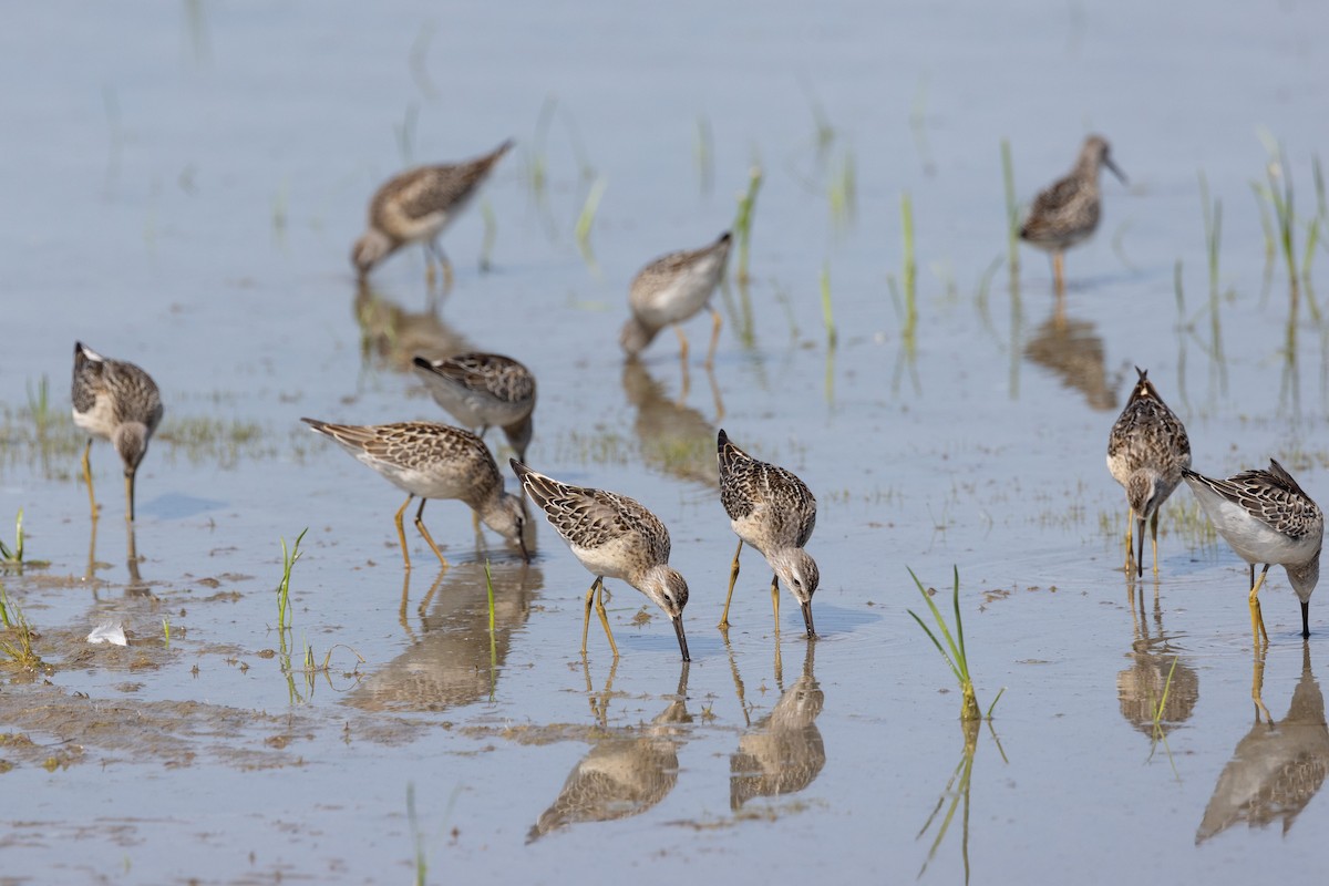 Stilt Sandpiper - ML641135473