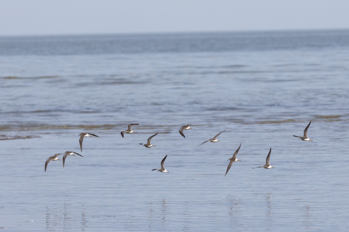 Stilt Sandpiper - ML641135474