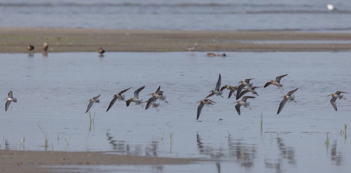 Stilt Sandpiper - ML641135475