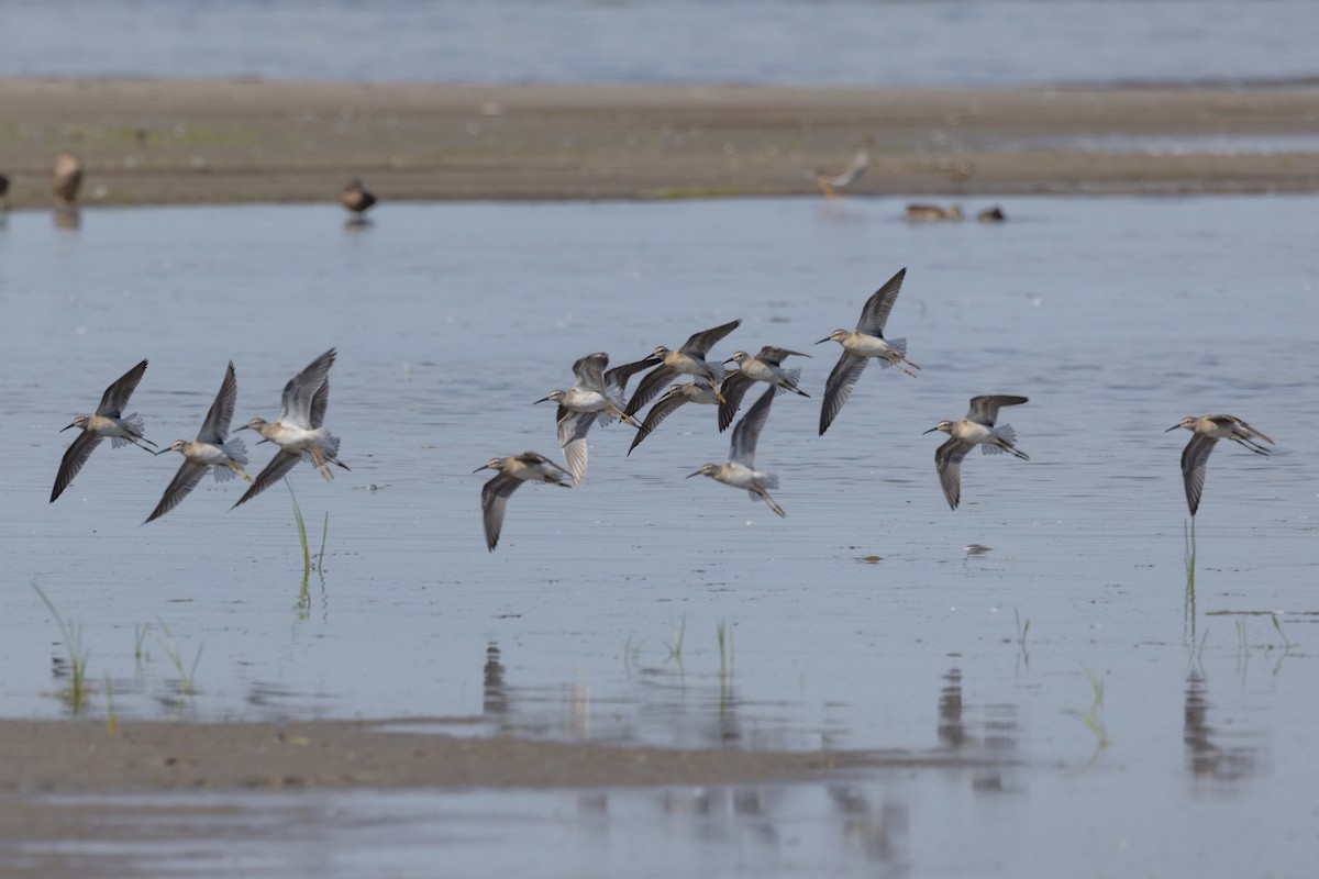 Stilt Sandpiper - ML641135476