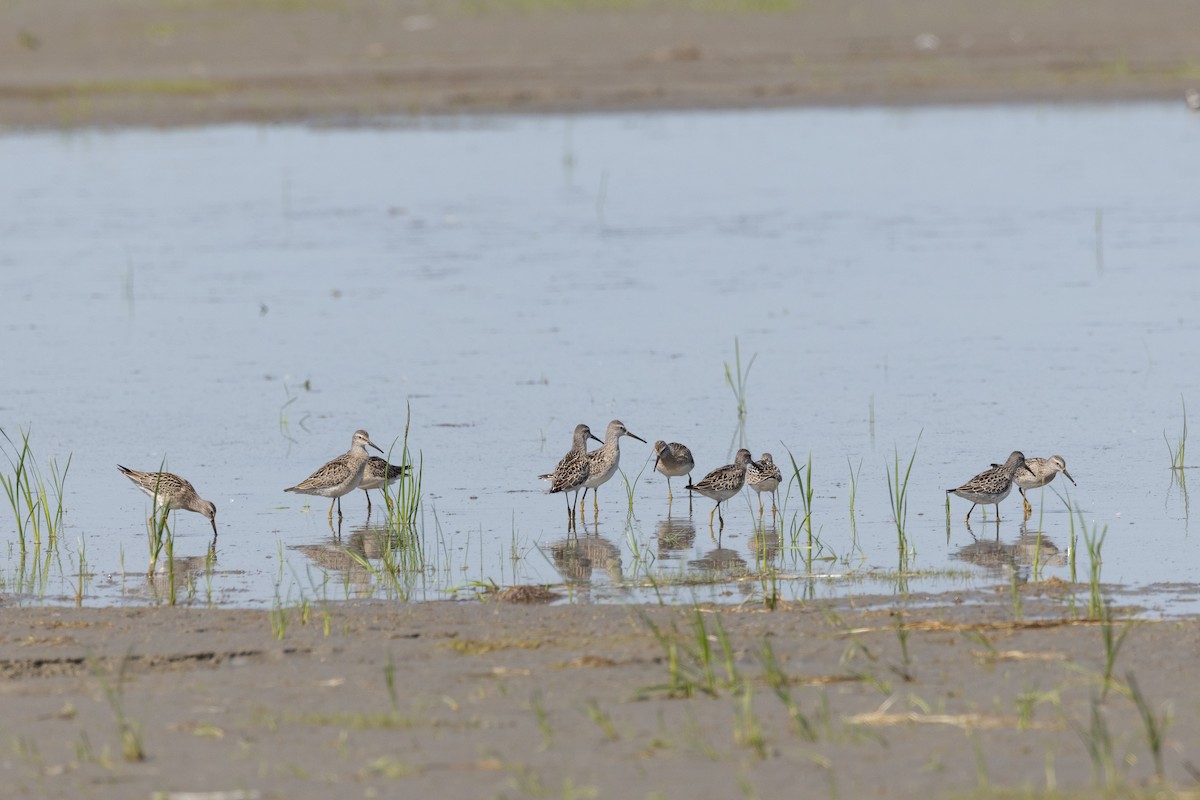 Stilt Sandpiper - ML641135477