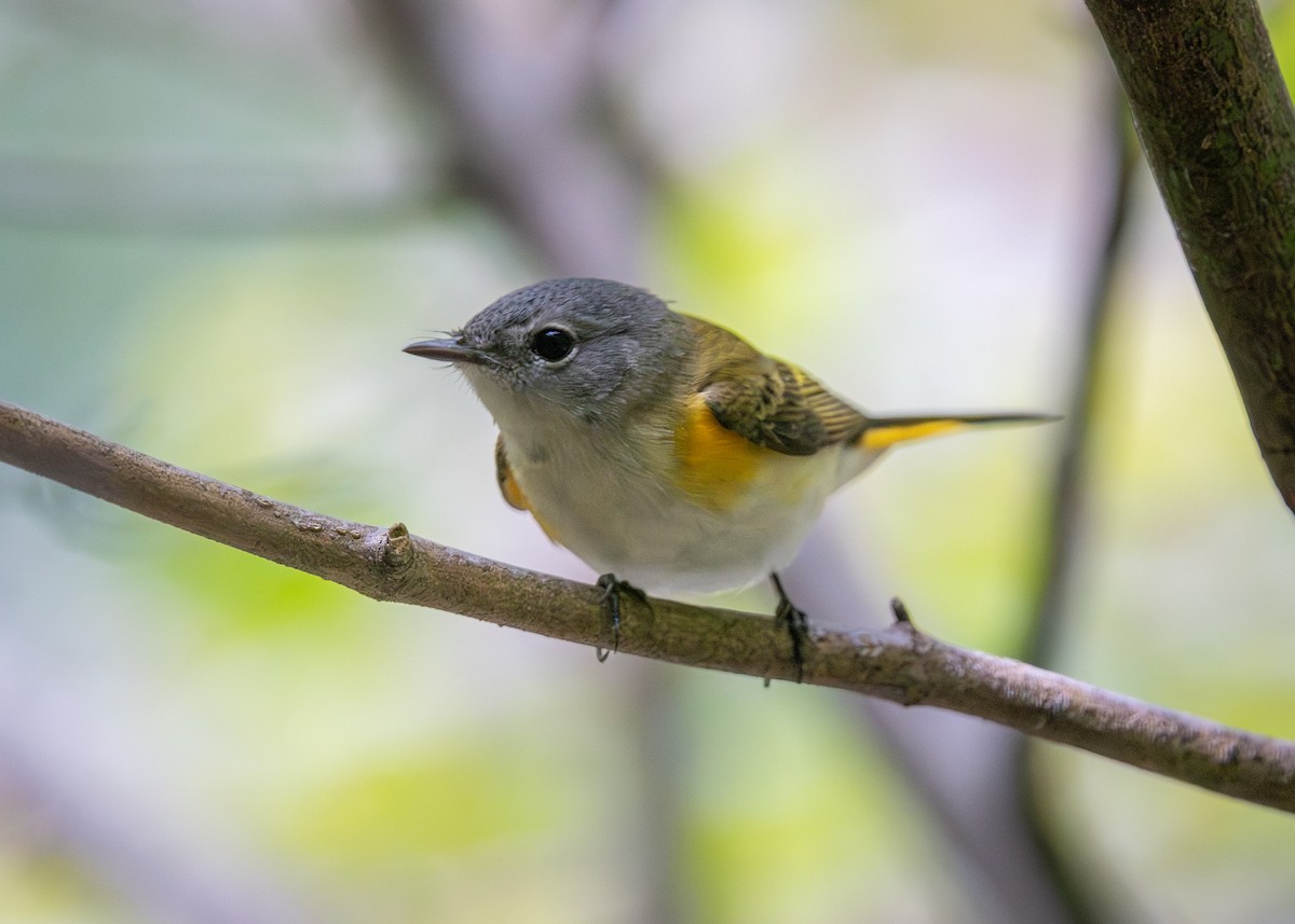 American Redstart - ML641135478