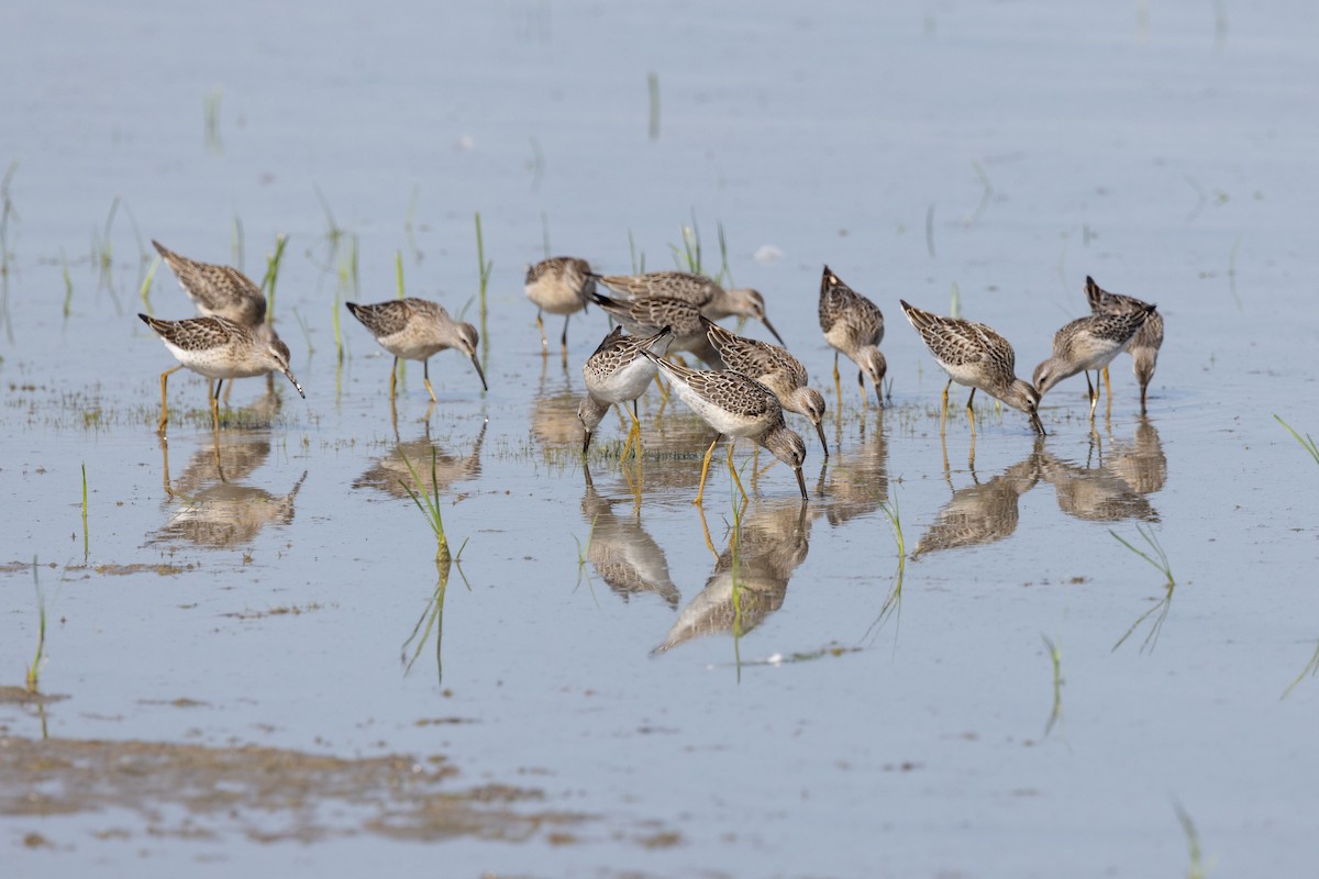 Stilt Sandpiper - ML641135479