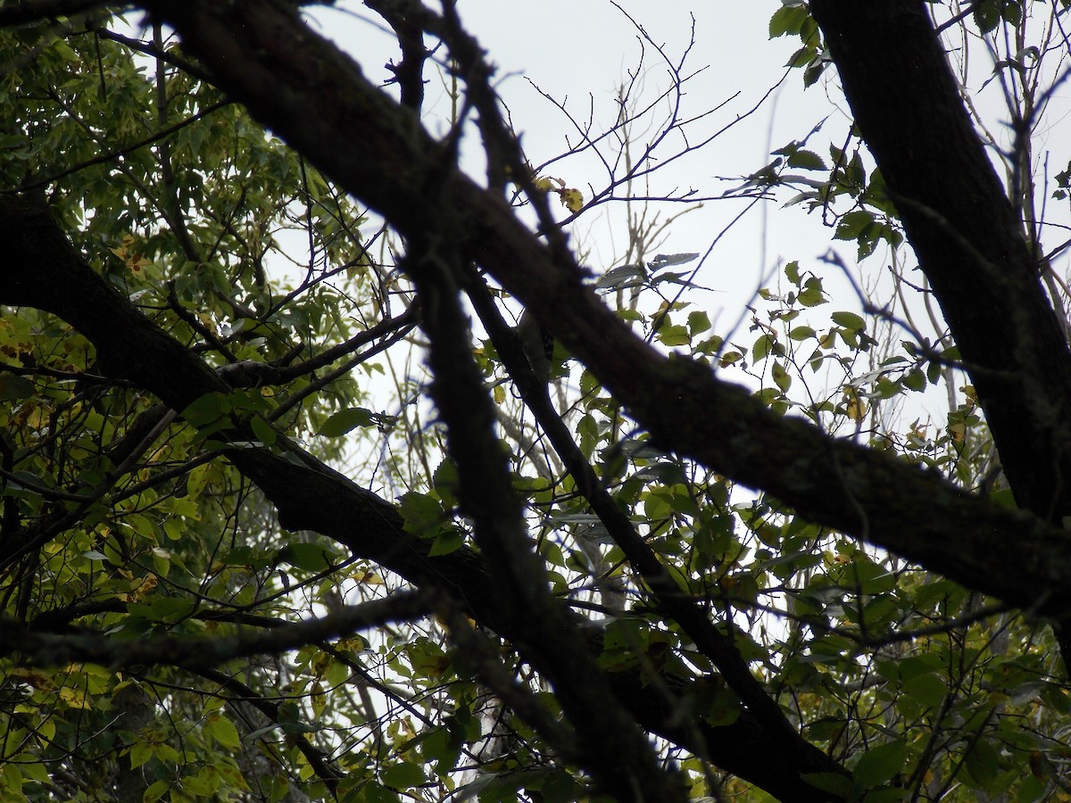 Downy Woodpecker - ML641135482