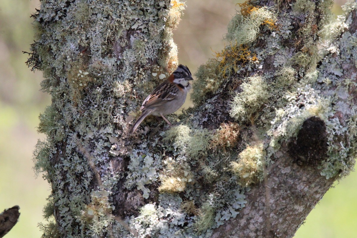 Rufous-collared Sparrow - ML641135486