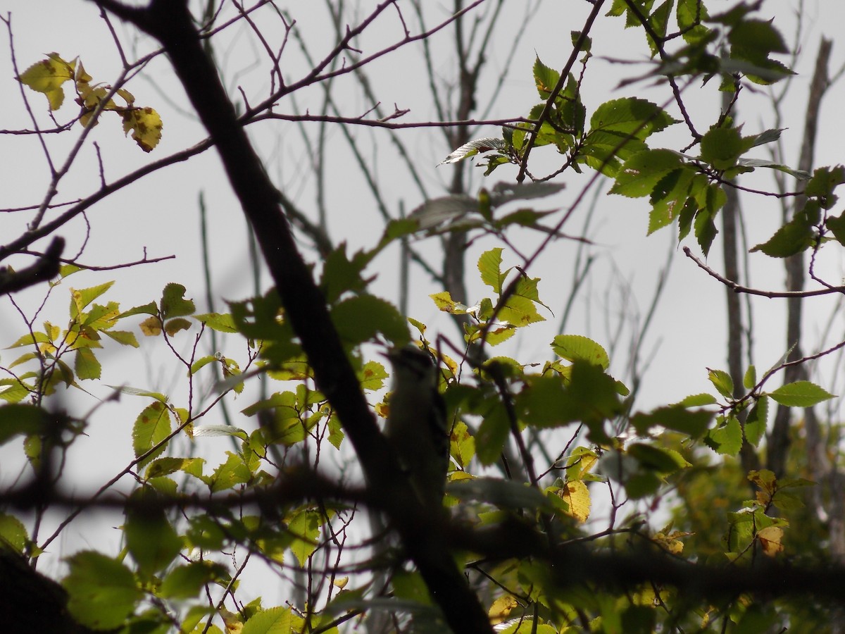 Downy Woodpecker - ML641135491