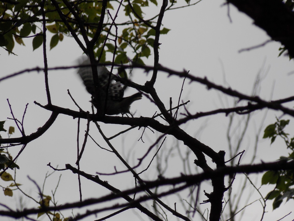 Downy Woodpecker - ML641135494