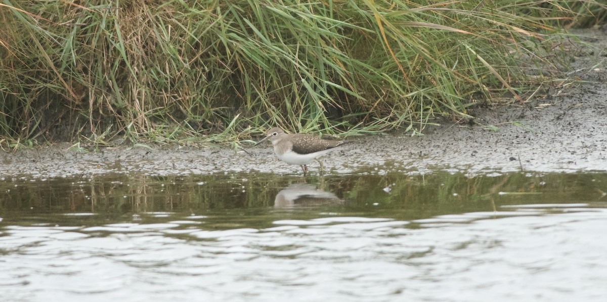 Solitary Sandpiper - ML641135503