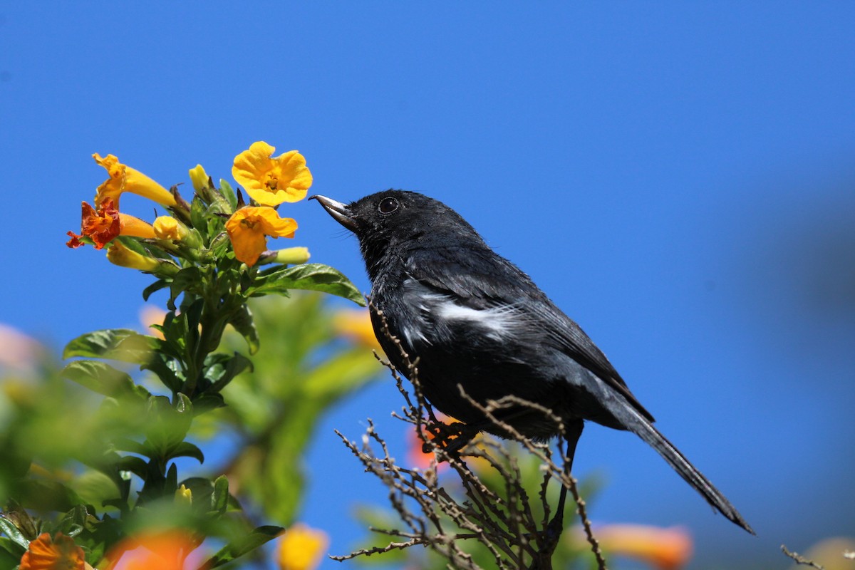 White-sided Flowerpiercer - ML641135506