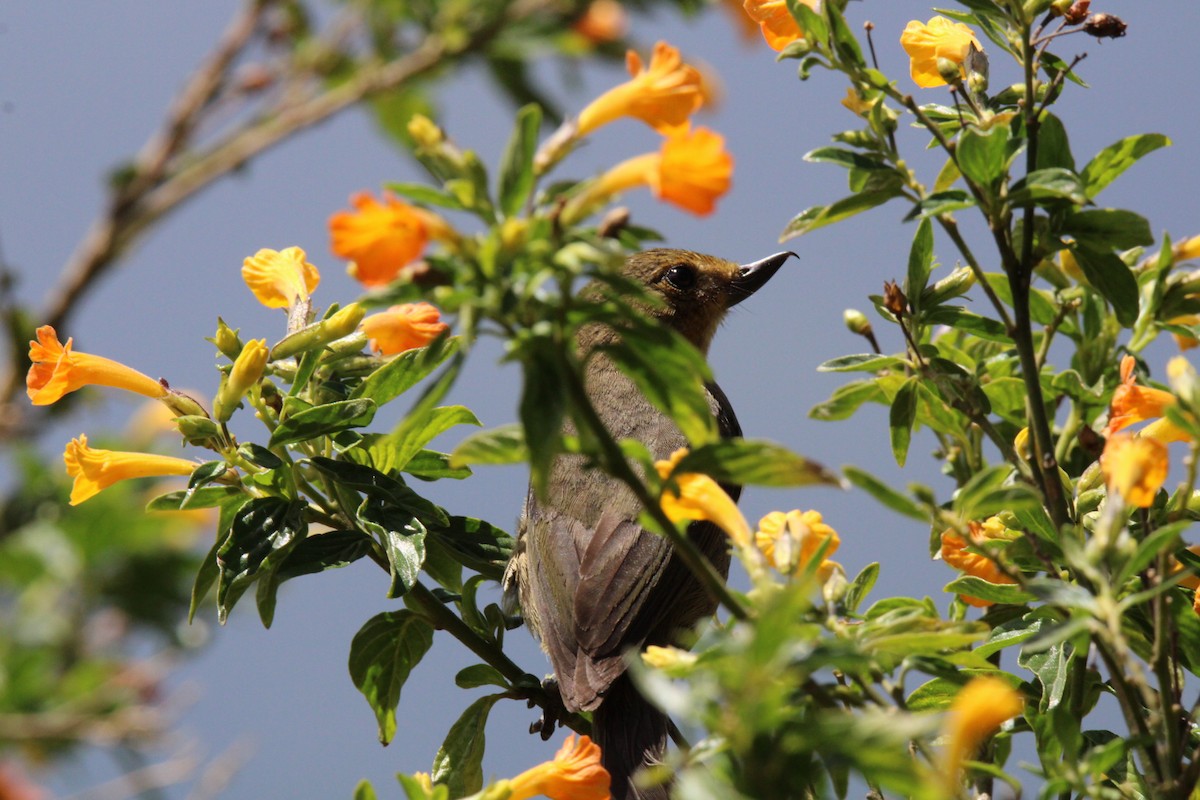 White-sided Flowerpiercer - ML641135507