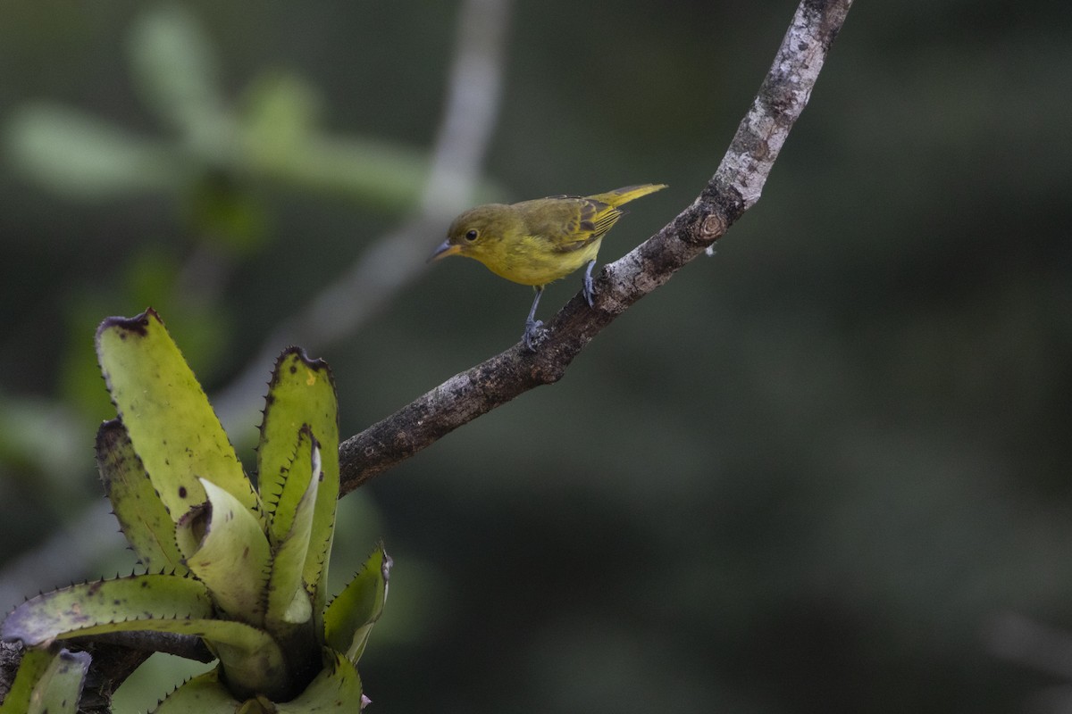 Yellow-backed Tanager - ML641135540