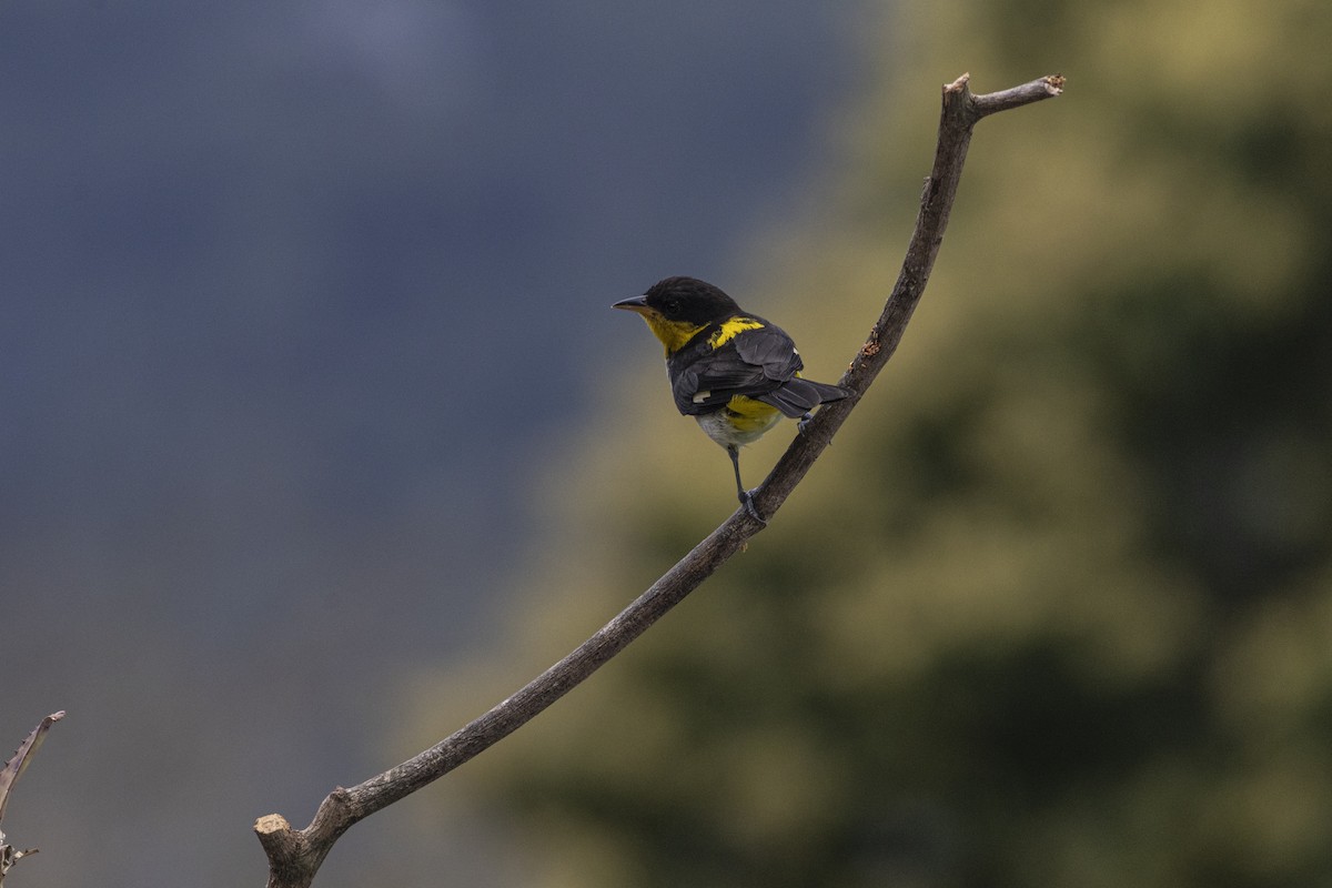 Yellow-backed Tanager - ML641135546