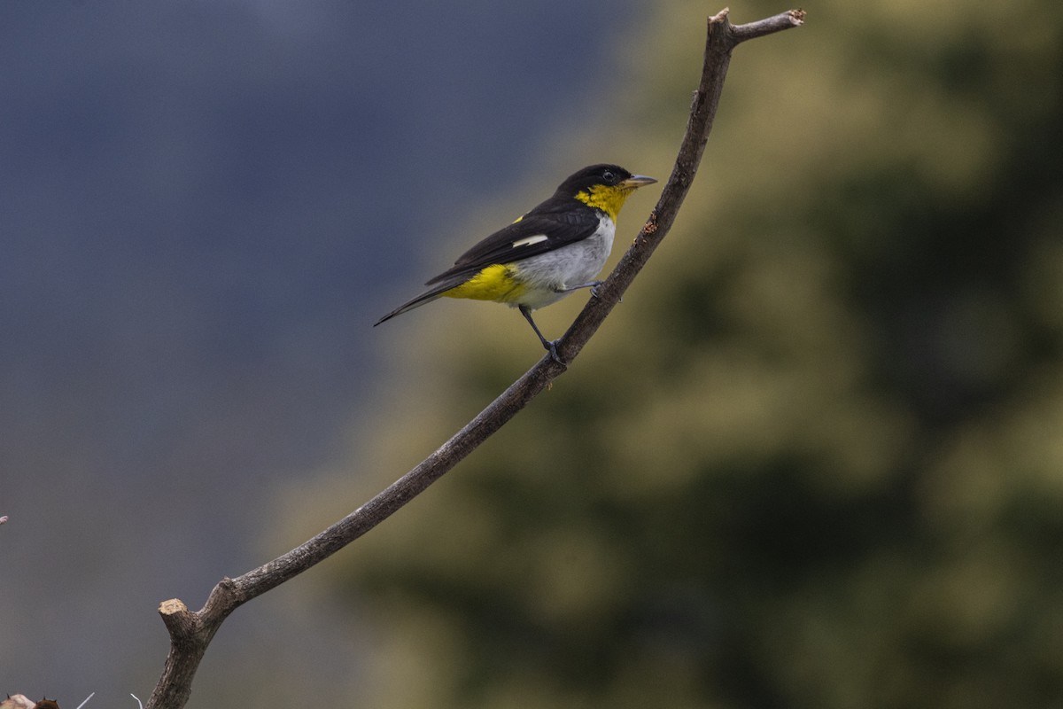 Yellow-backed Tanager - ML641135547