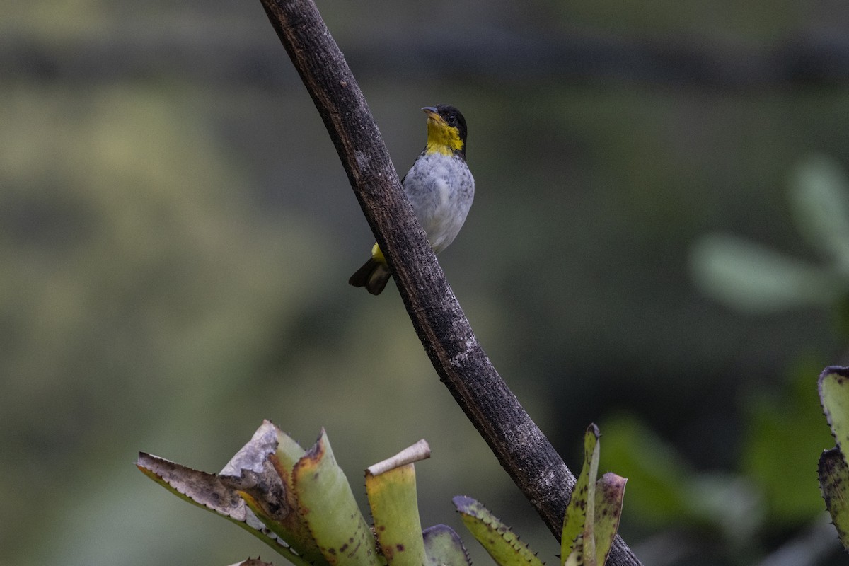 Yellow-backed Tanager - ML641135548