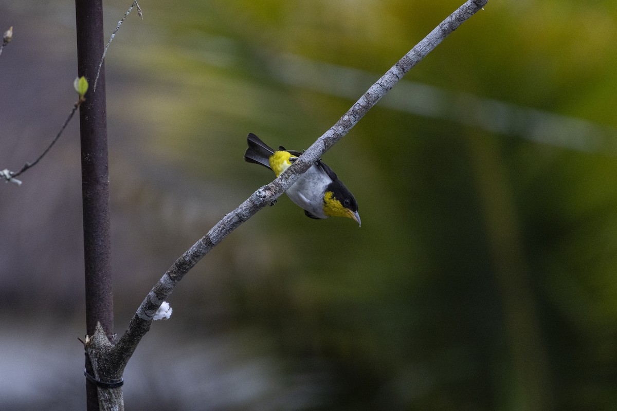 Yellow-backed Tanager - ML641135549