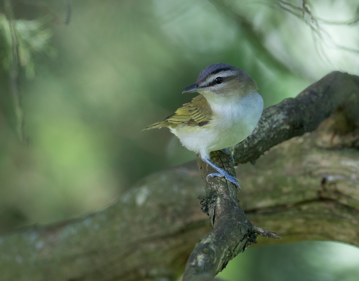 アカメモズモドキ - ML641135566