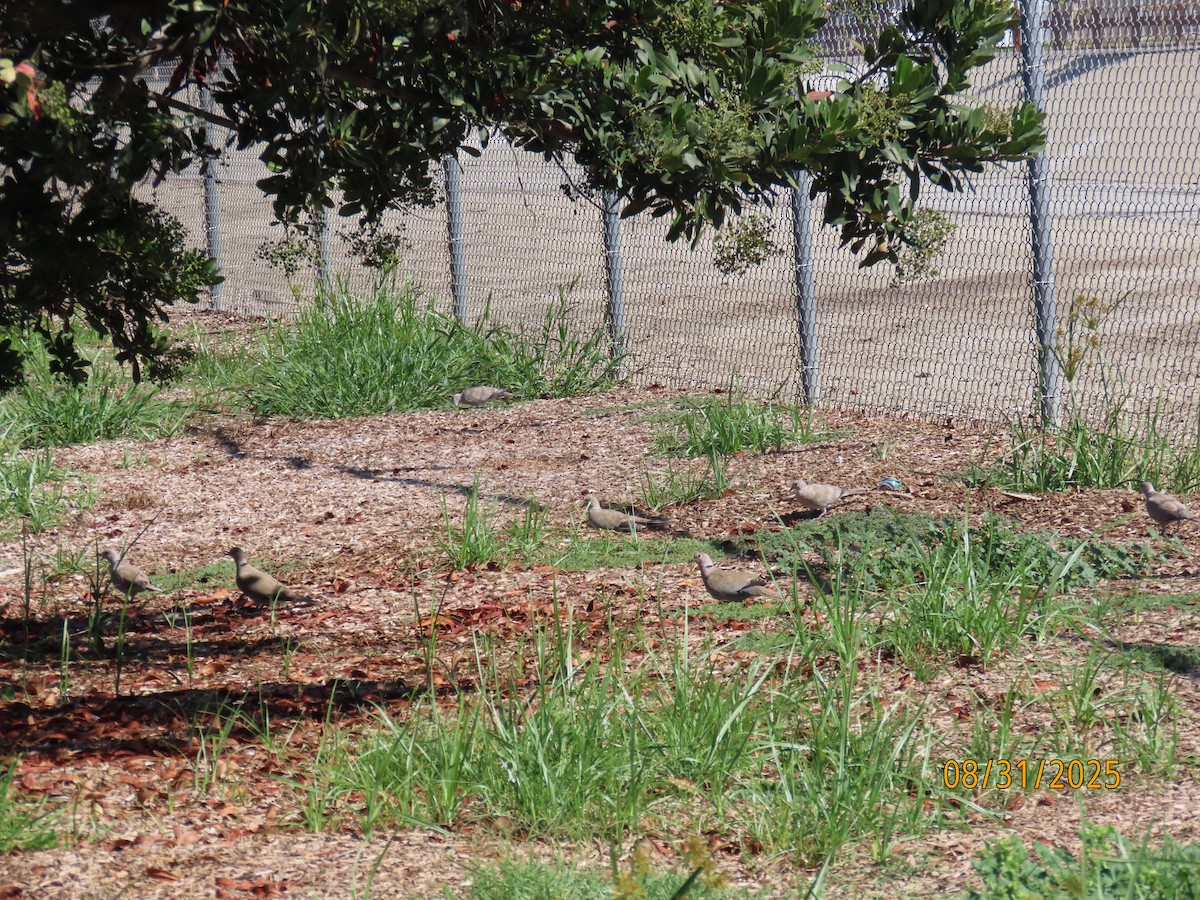 Eurasian Collared-Dove - ML641135574