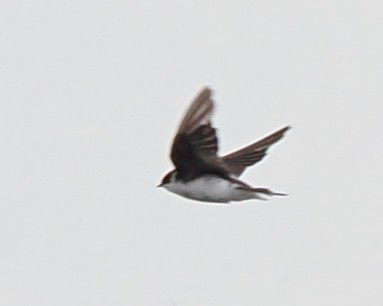 Barn Swallow - ML641135581