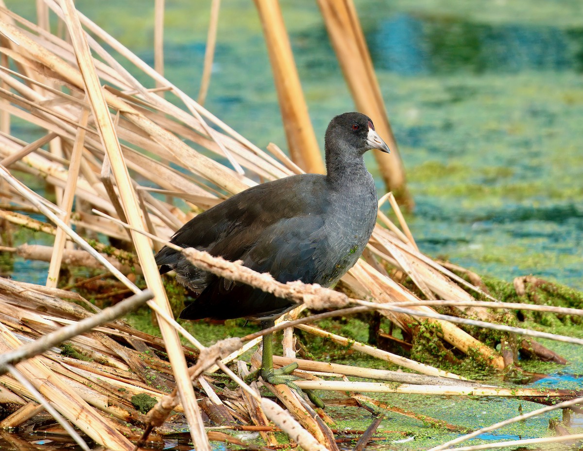 American Coot - ML641135585