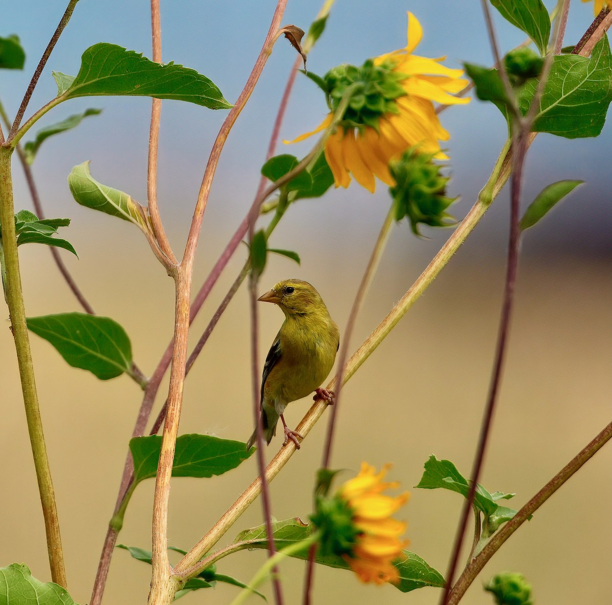 American Goldfinch - ML641135614