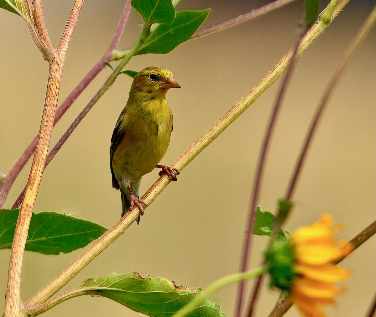 American Goldfinch - ML641135615
