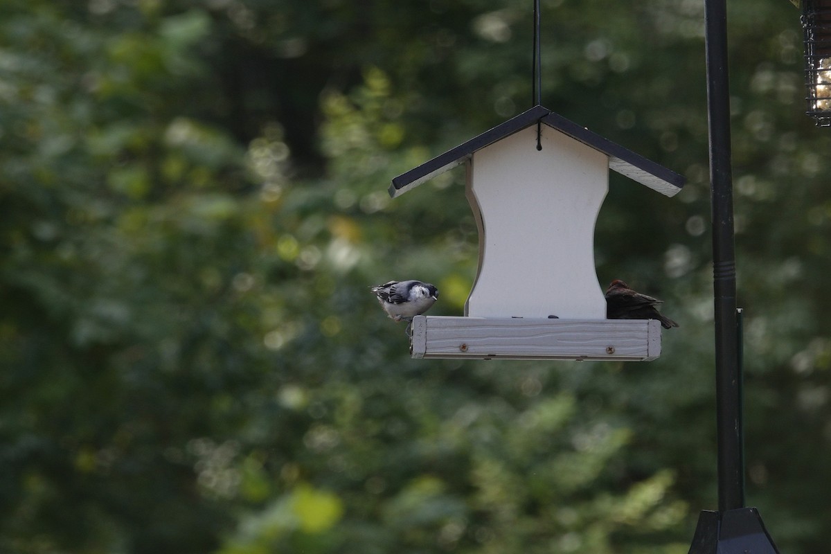 White-breasted Nuthatch - ML641135616