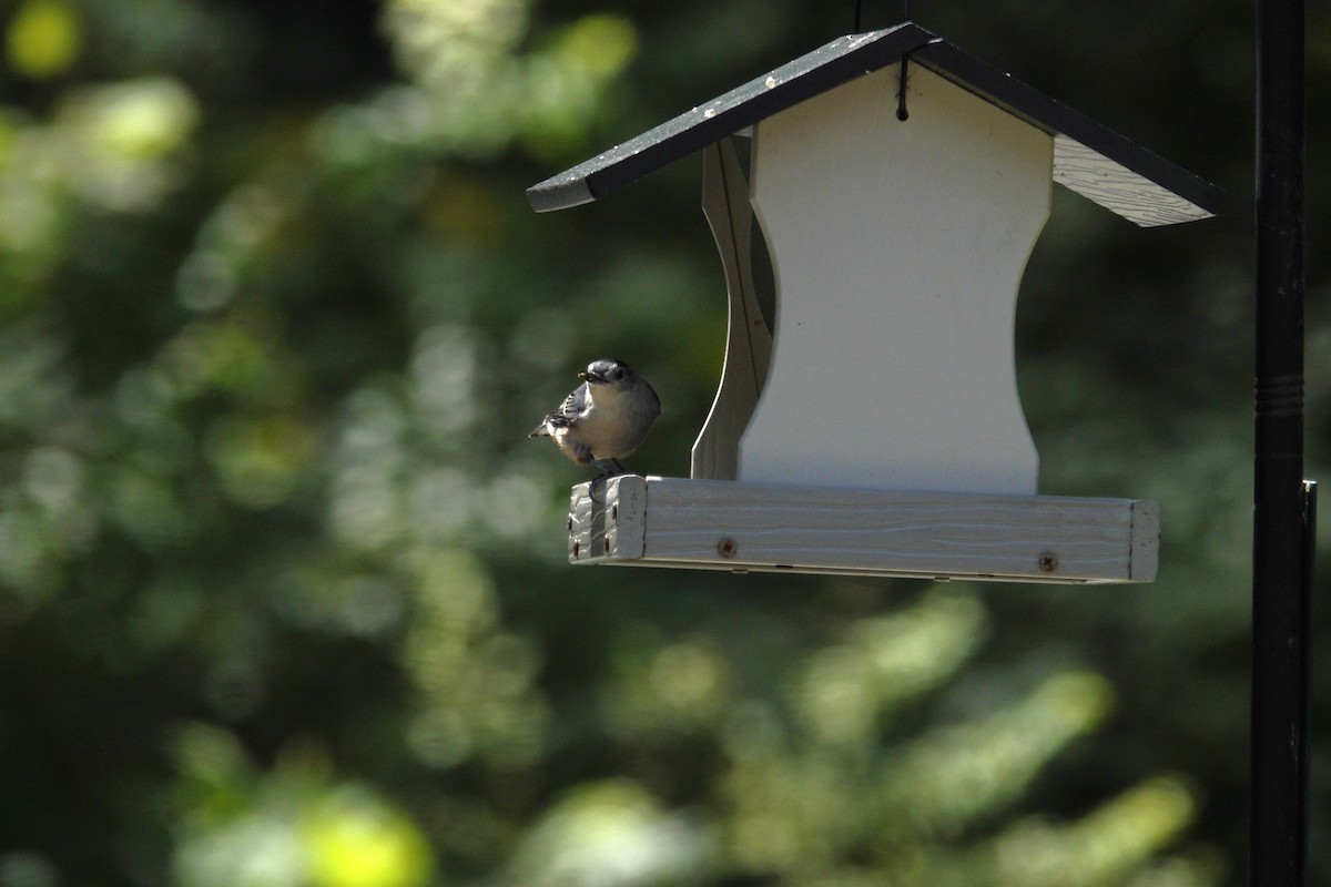 White-breasted Nuthatch - ML641135617