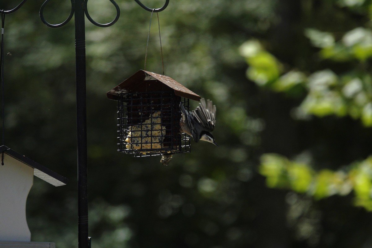 White-breasted Nuthatch - ML641135619