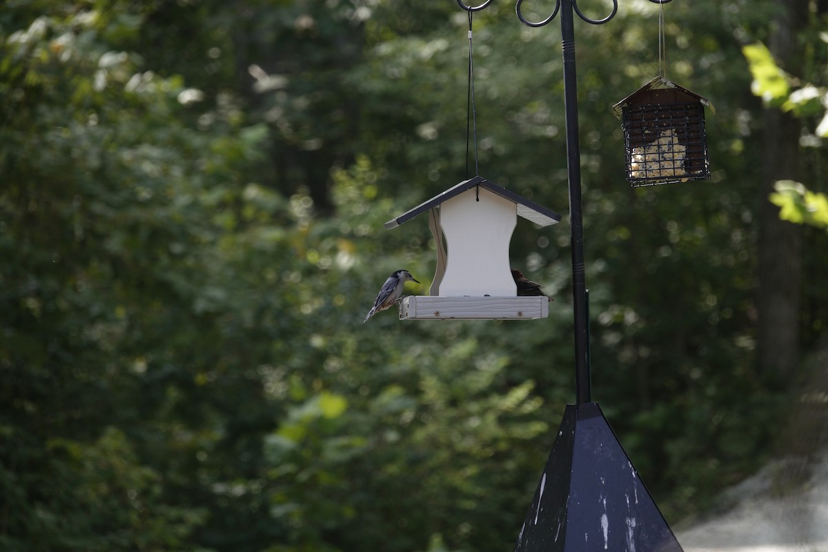 White-breasted Nuthatch - ML641135620
