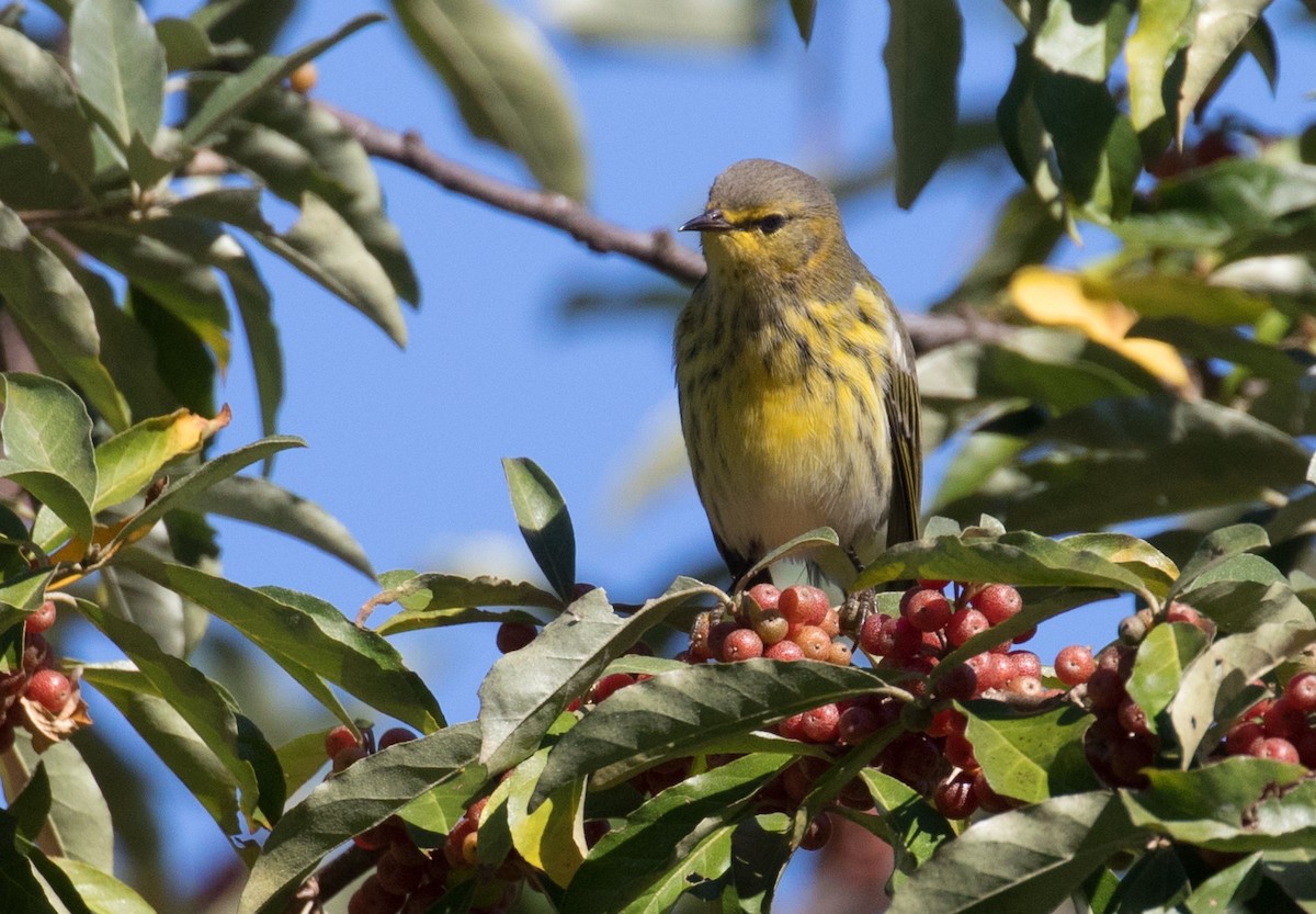 Cape May Warbler - ML641135621