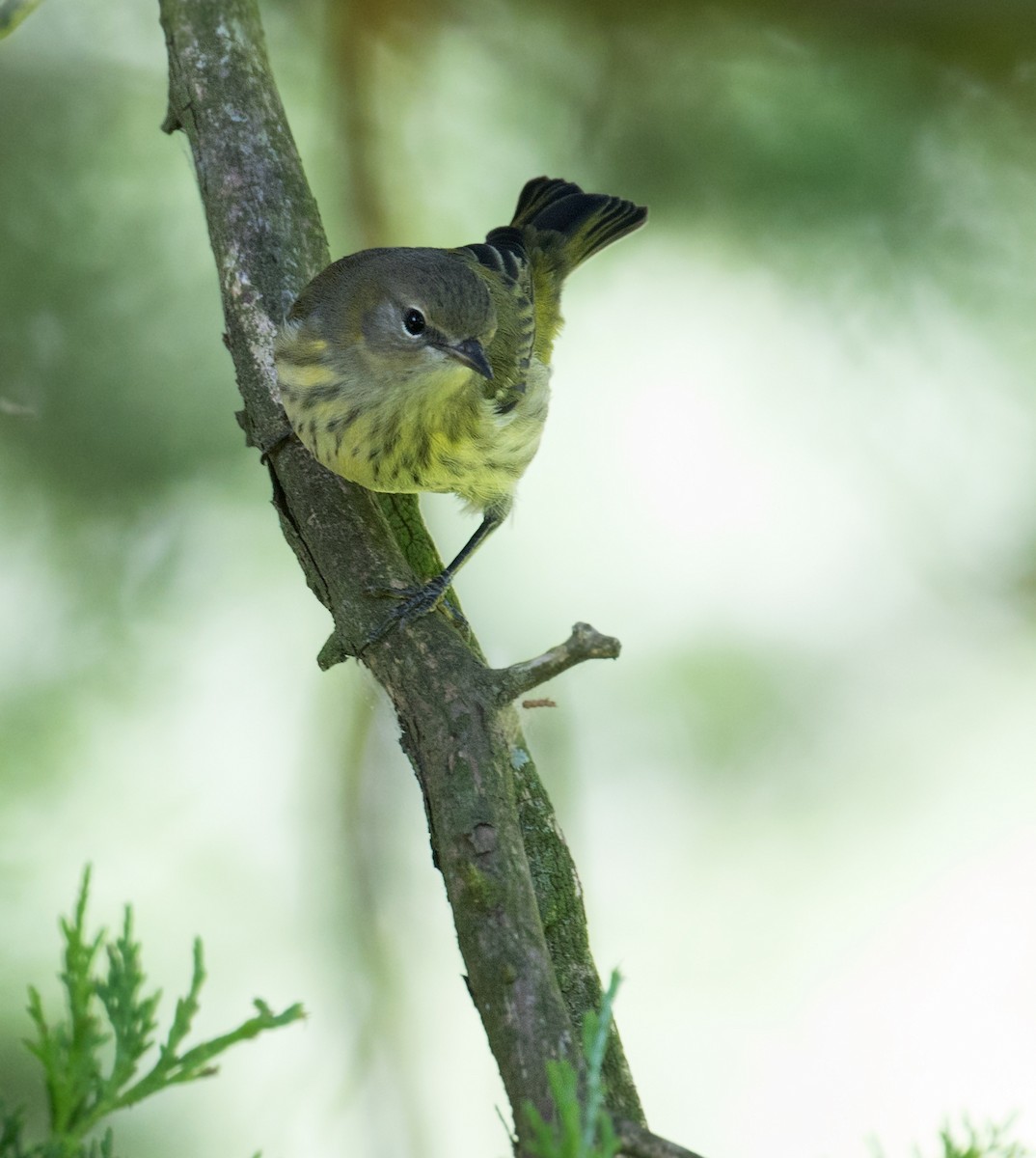 Cape May Warbler - ML641135622