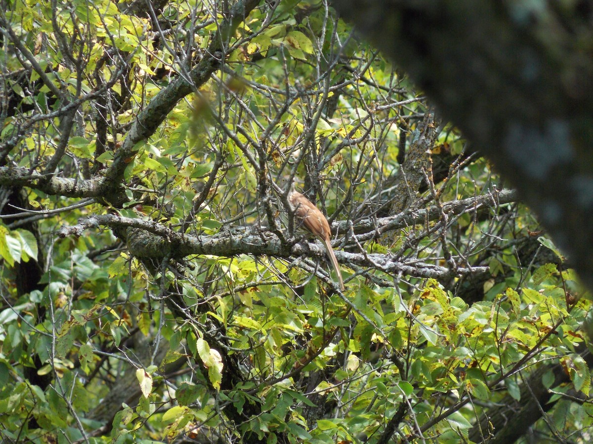 Brown Thrasher - ML641135632