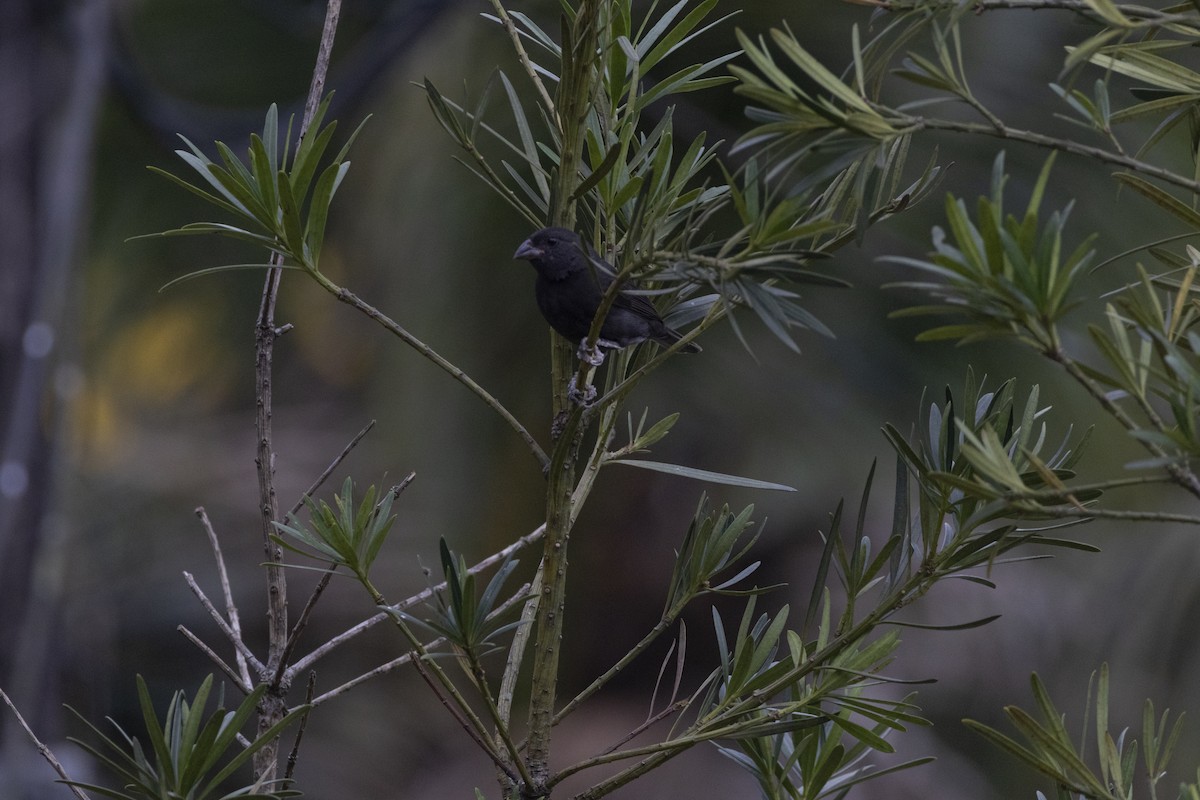 Sooty Grassquit - ML641135651