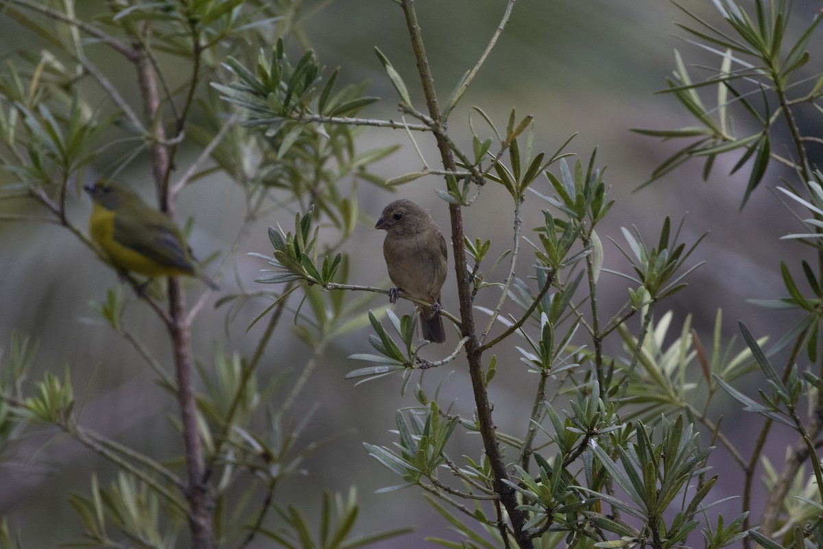 Sooty Grassquit - ML641135652