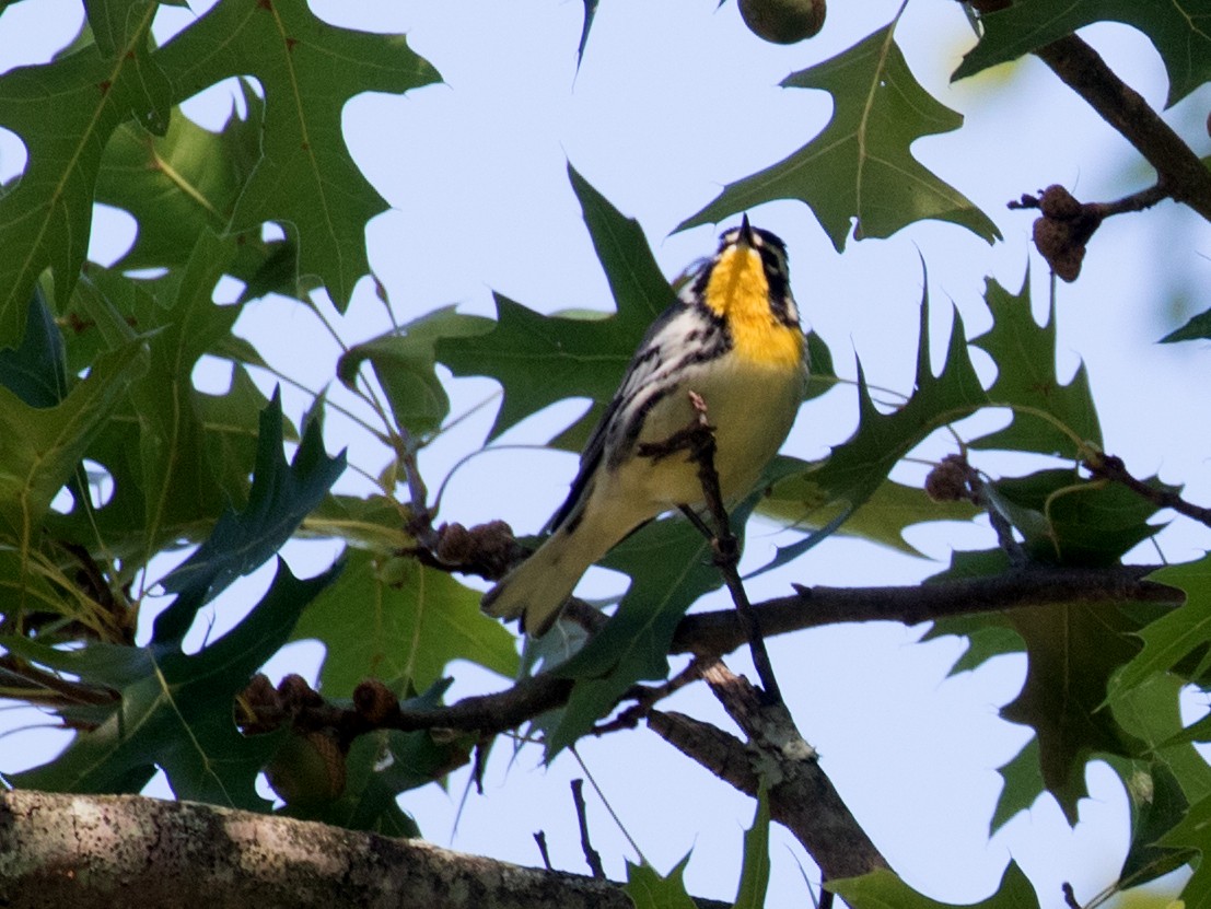 gulstrupeparula - ML641135734