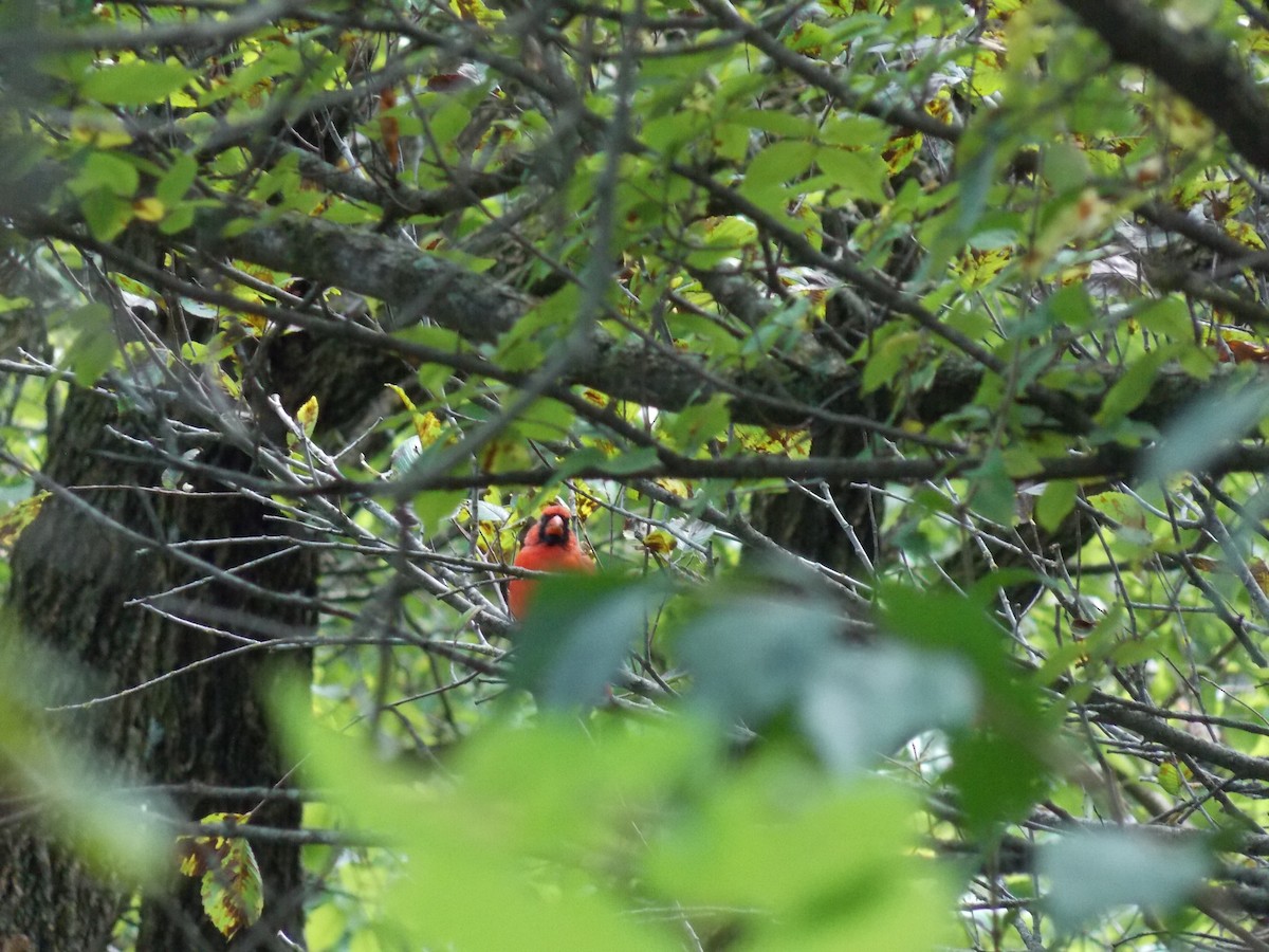Northern Cardinal - ML641135771