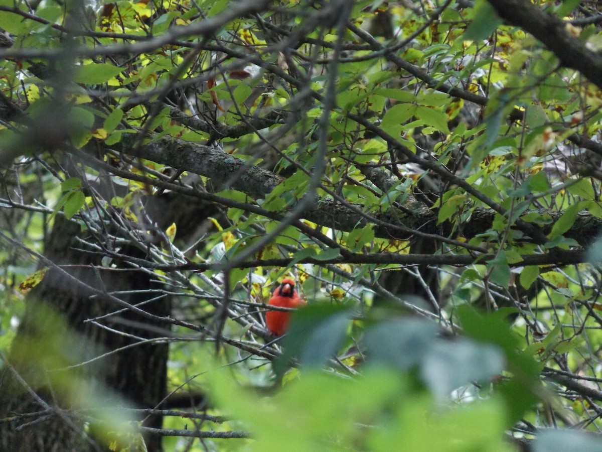 Northern Cardinal - ML641135775