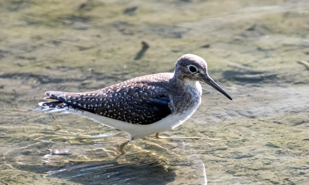 Solitary Sandpiper - ML641135778