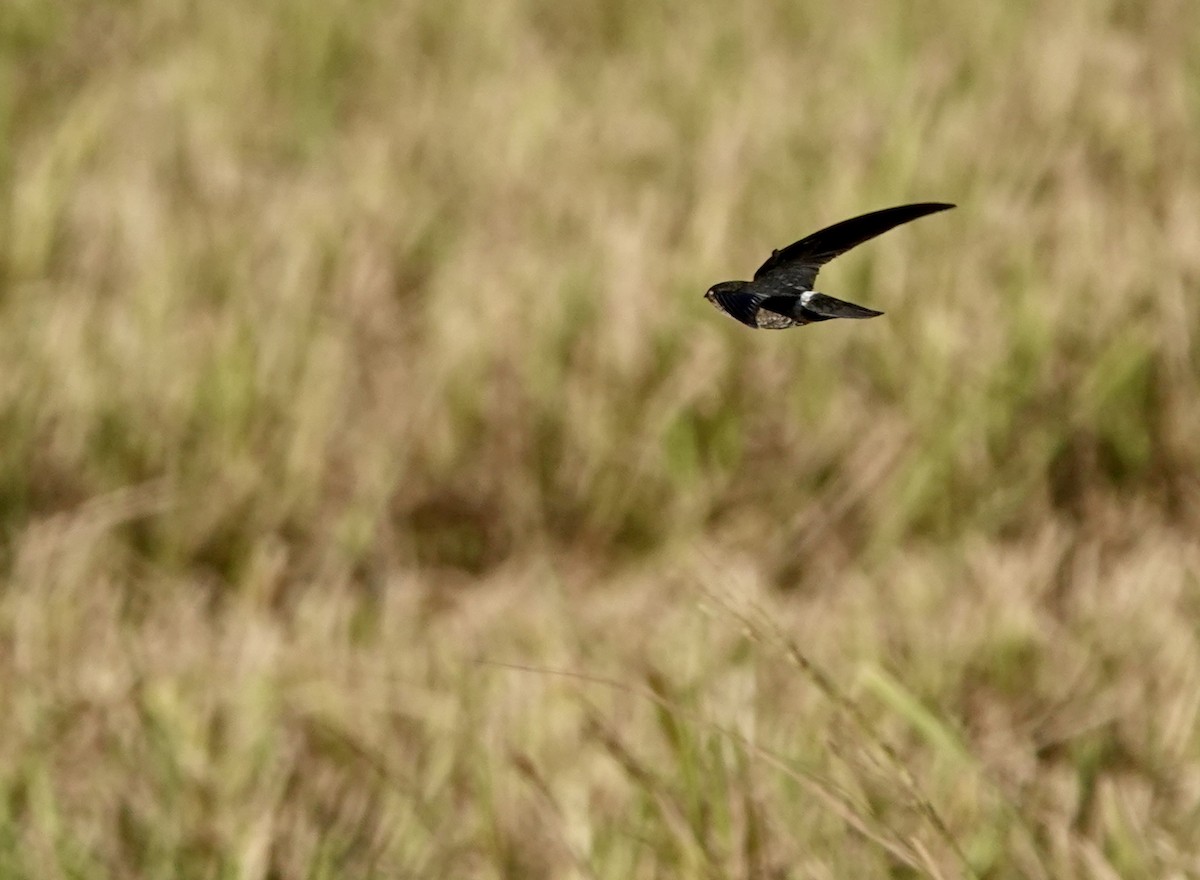 コビトアナツバメ - ML641135779