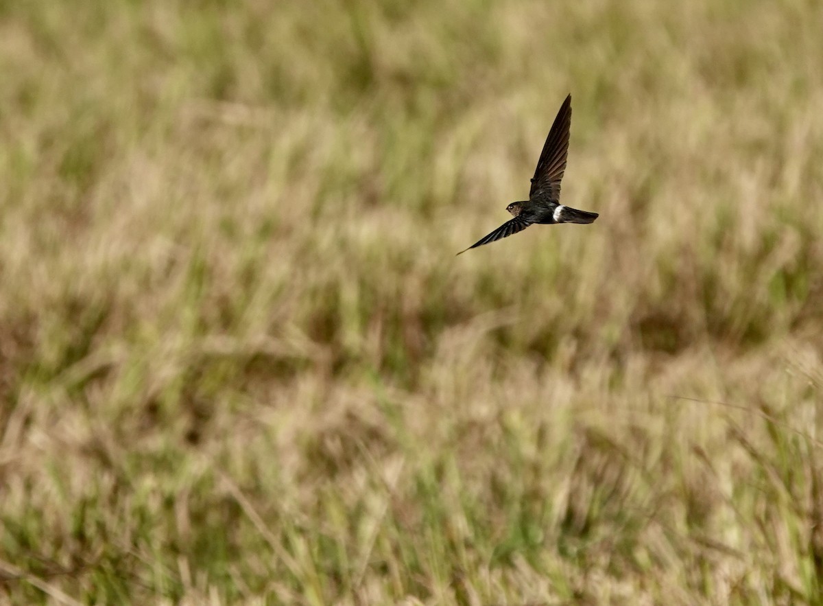 コビトアナツバメ - ML641135780
