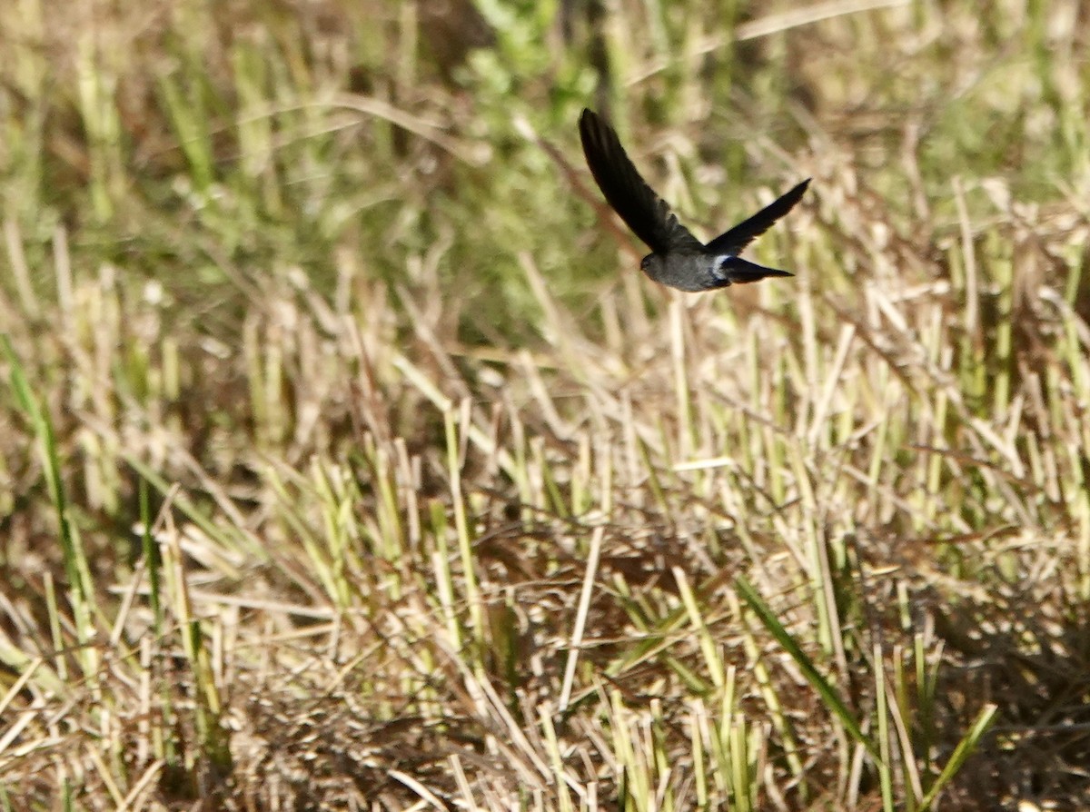 コビトアナツバメ - ML641135781