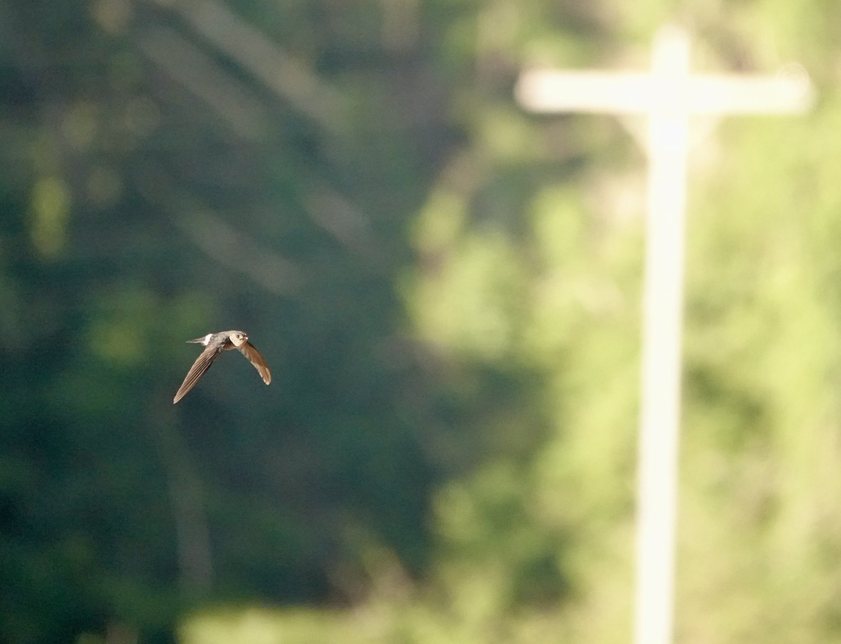 コビトアナツバメ - ML641135782
