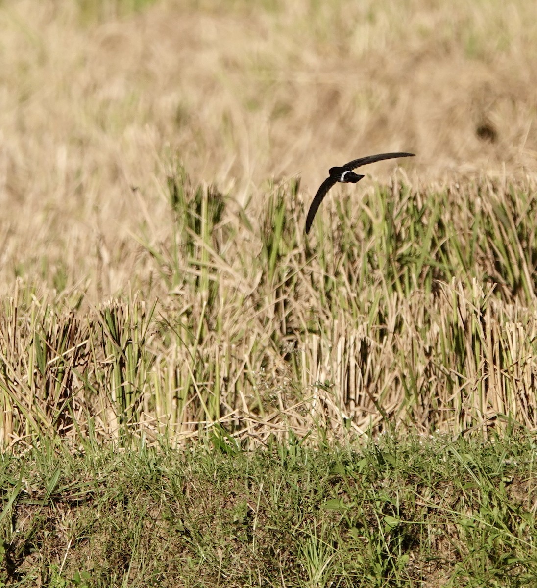 コビトアナツバメ - ML641135783