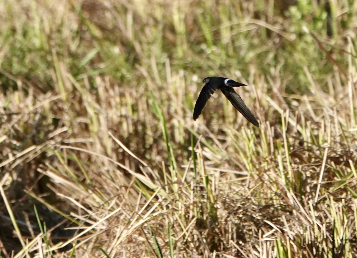 コビトアナツバメ - ML641135784