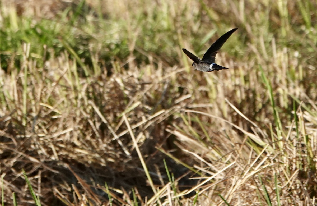 コビトアナツバメ - ML641135785