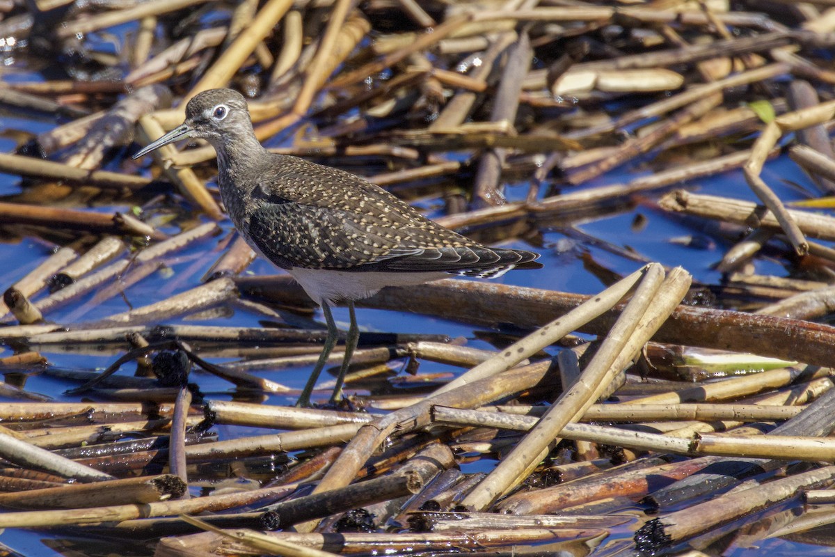 Solitary Sandpiper - ML641135788