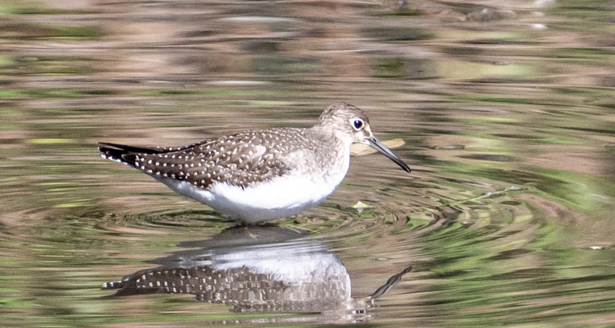 Solitary Sandpiper - ML641135790
