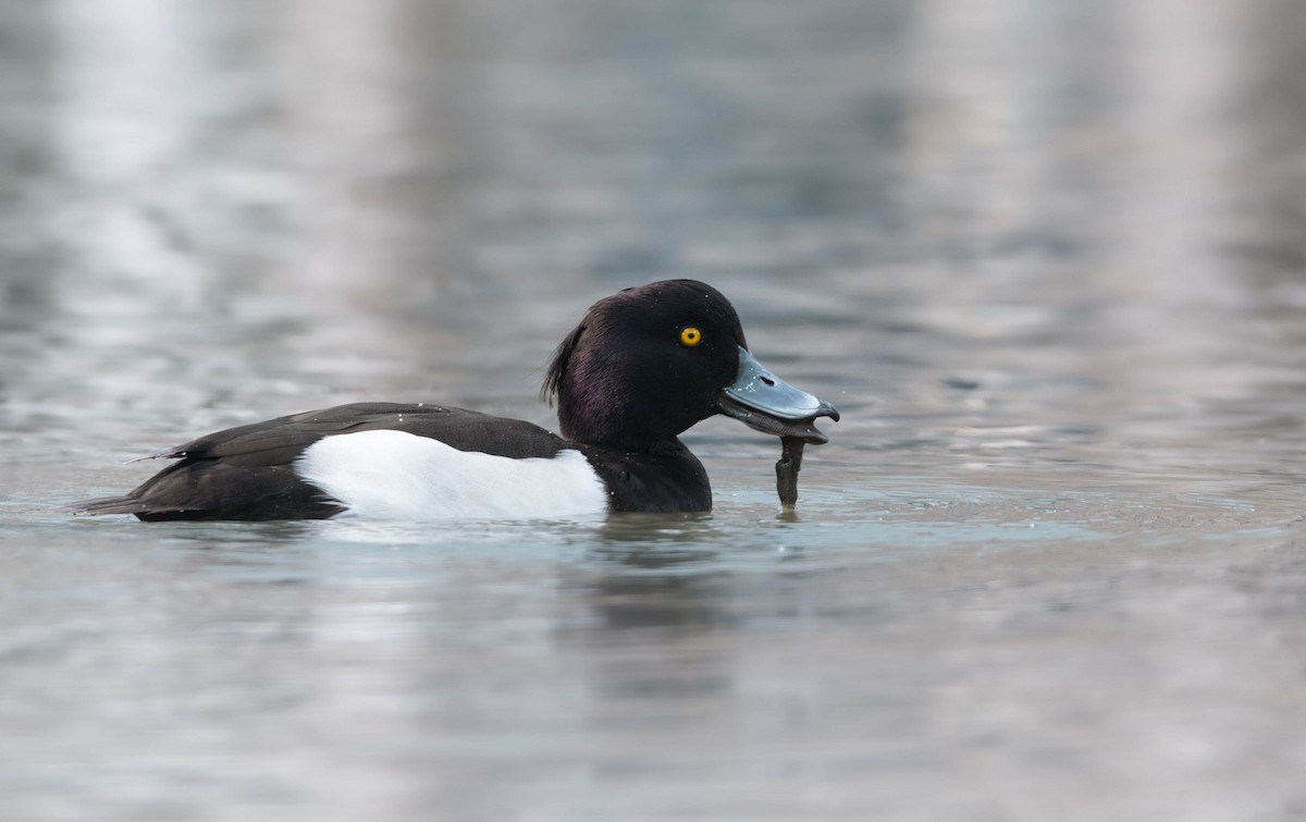 鳳頭潛鴨 - ML641135806