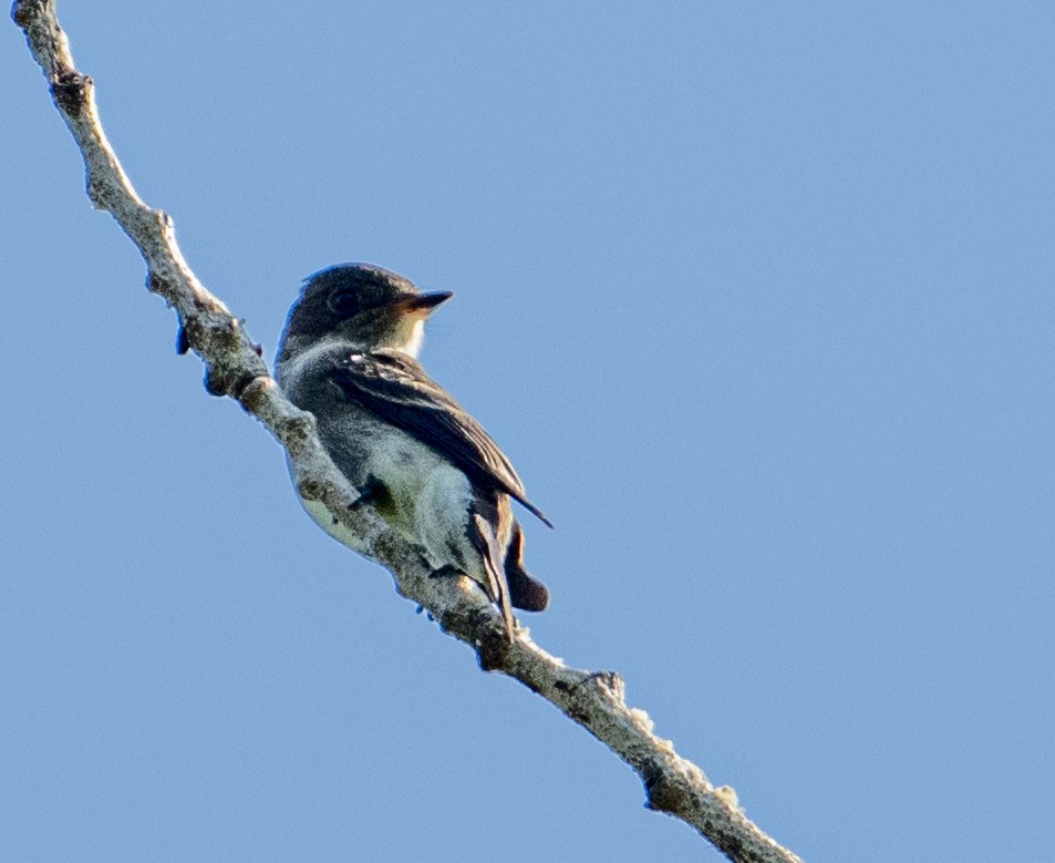 Western Wood-Pewee - ML641135809