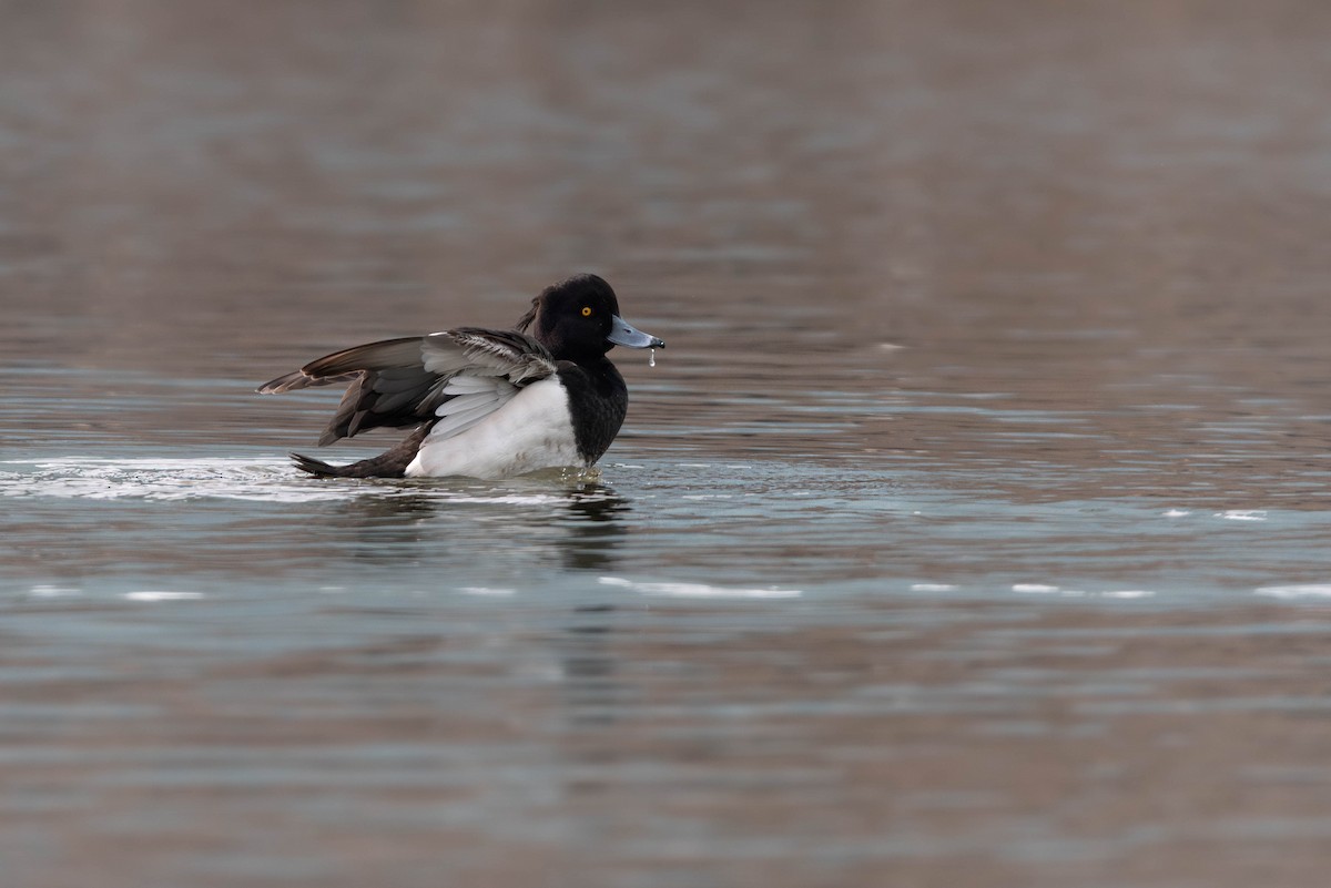 鳳頭潛鴨 - ML641135814